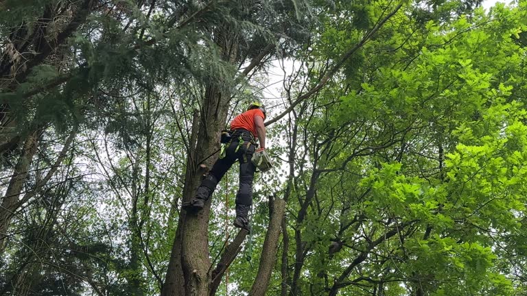 How Our Tree Care Process Works  in Trafalgar, IN